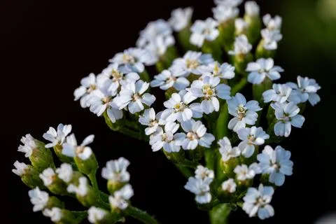 Close up of small white flowers Photos
