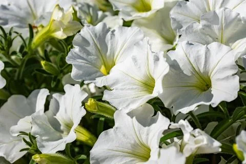 Close up of small white flowers Stock-Fotos