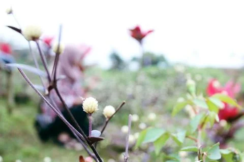 Close up of small white globe amaranth flowers growing outdoors in garden Stock Photos