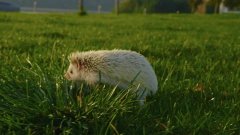Close-up, a small white hedgehog running in the tall green grass in the park Stock Footage 230982994