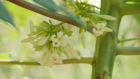 Close up of small white papaya flowers and green buds growing on the tree trunk Stock Footage 341408693