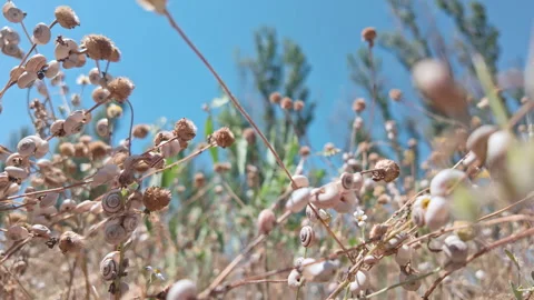 Close-up of small white round snails (Helicidae) clinging to dry stems, panorama Stock Footage 337910593