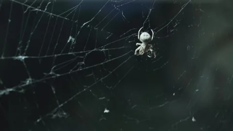 Close up, small white spider catches prey sitting on its web iridescent. Stock Footage 243581382