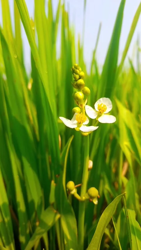 Close Up of Small White Wildflowers Blooming in Lush Green Rice Field Stock Footage 339352841