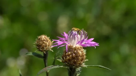 Close-up of small wild bee Halictus subauratus Stock Footage 112705966