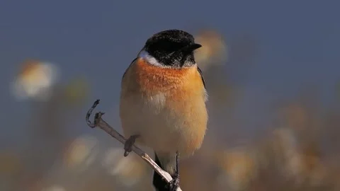 Close up of a small wild bird with a black head and orange breast perched Видео 348618069