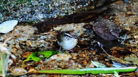 Close up of a small wild bird taking a bath and splashing water 動画素材 348487022