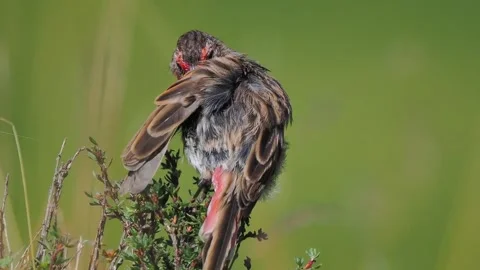 Close up of a small wild brown bird with red markings on its face Vidéo 348327992