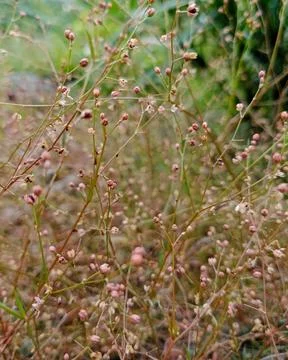 Close-up of Small Wild Grass Blossoms Stock Photos