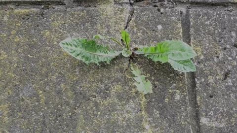 Close-up of a small wild plant growing from a mossy stone wall Stock-Footage 335742275