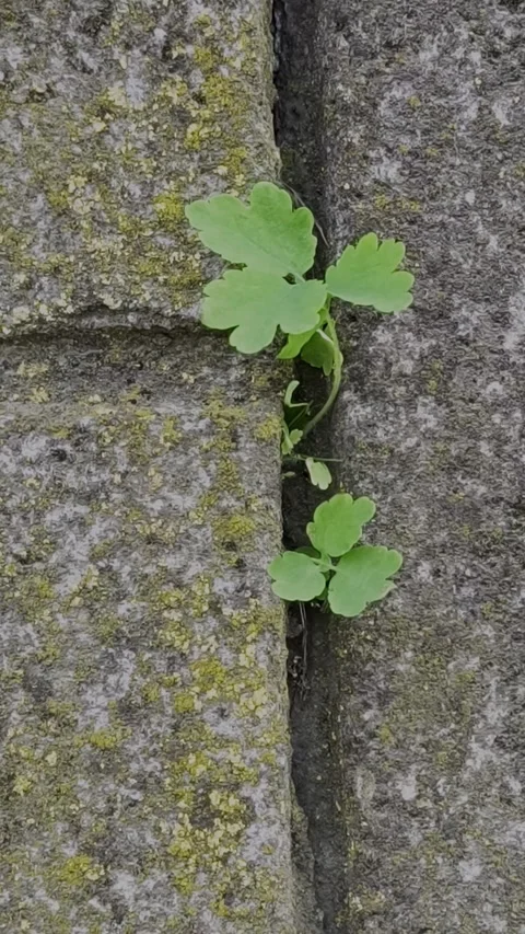 Close-up of a small wild plant growing from a mossy stone wall Stock Footage 335742285