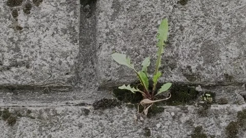 Close-up of a small wild plant growing from a mossy stone wall Stock Footage 335742316