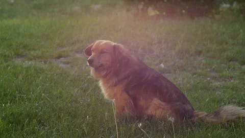 Close-up of a small yard dog sitting against the background of nature 스톡 동영상 130411413