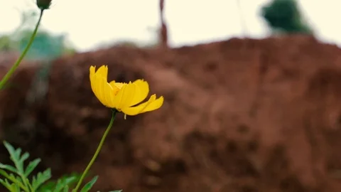 Close up of small yellow aster flower blossom blowing in a gentle breeze. 動画素材 108683384