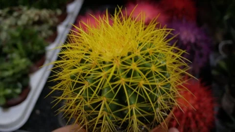 Close up small yellow cactus in hand. Mix of multicolour cacti. Beautiful plant Video stock 276641974
