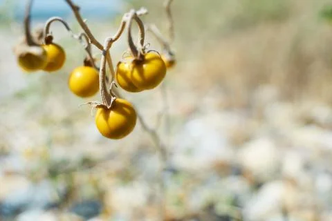 Close-up of small yellow cherry tomatoes growing on a dry vine in nature Stock Photos
