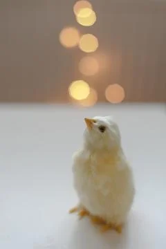 Close-up of a small yellow chicken. Easter card with a copy space. Spring Easter Stock Photos