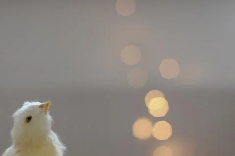 Close-up of a small yellow chicken. Easter card with a copy space. Spring Easter Stock Photos