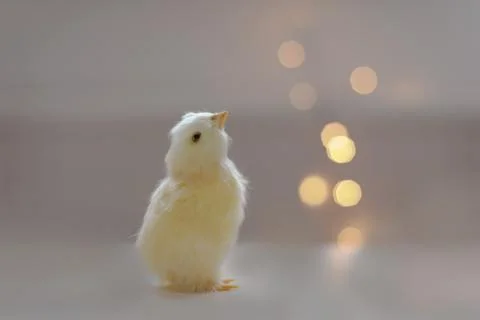 Close-up of a small yellow chicken. Easter card with a copy space. Spring Easter Stock Photos