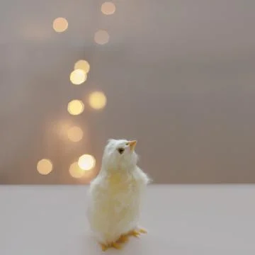 Close-up of a small yellow chicken. Easter card with a copy space. Spring Easter Stock Photos