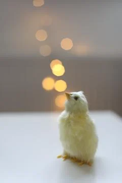 Close-up of a small yellow chicken. Easter card with a copy space. Spring Easter Stock Photos