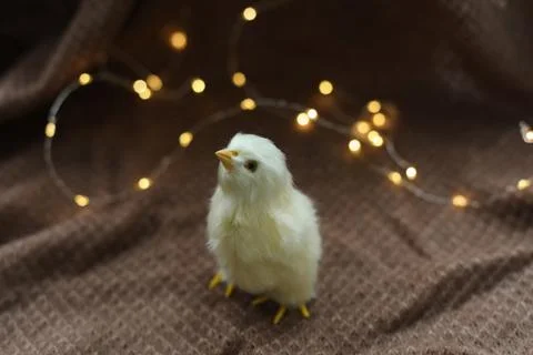 Close-up of a small yellow chicken. Easter card with a copy space. Spring Easter Foto stock