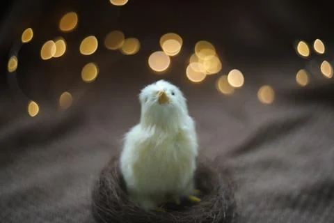 Close-up of a small yellow chicken. Easter card with a copy space. Spring Easter Stock Photos