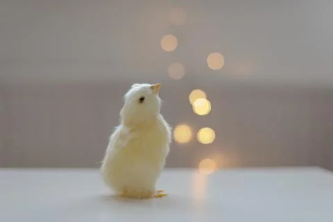 Close-up of a small yellow chicken. Easter card with a copy space. Spring Easter Stock Photos