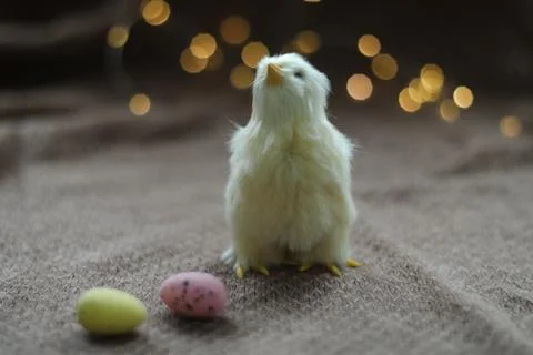 Close-up of a small yellow chicken. Easter card with a copy space. Spring Easter Stock Photos