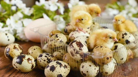 Close-up of small yellow chickens or quail Chicks in plastic packaging with Stock-Footage 129577869