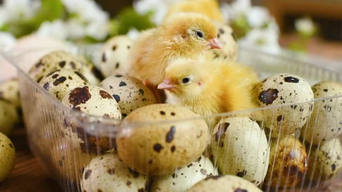 Close-up of small yellow chickens or quail Chicks in plastic packaging with Stock-Footage 129577900