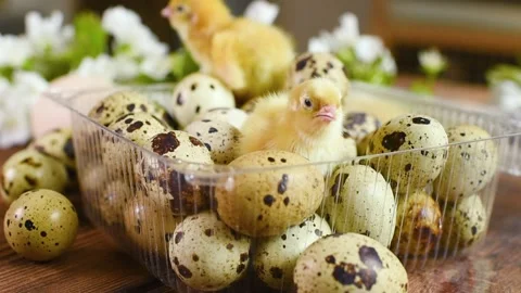 Close-up of small yellow chickens or quail Chicks in plastic packaging with Stock-Footage 143354803