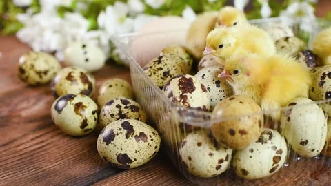 Close-up of small yellow chickens or quail Chicks in plastic packaging with Stock-Footage 171995900