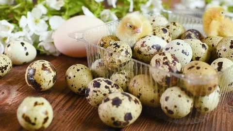 Close-up of small yellow chickens or quail Chicks in plastic packaging with Stock-Footage 172497372