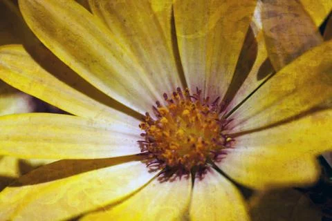Close-up of a small yellow daisies bloom with texture Stock Photos