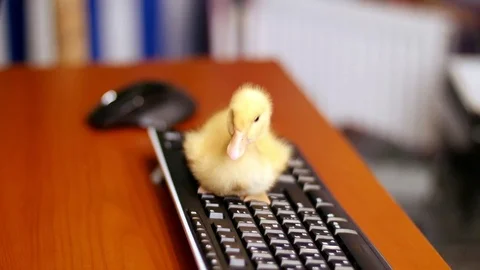 Close-up, A small yellow duckling is sitting peacefully on the computer keyboard Video stock 76550804