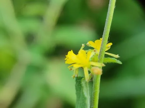 Close-up of small yellow flower. Stock-Fotos