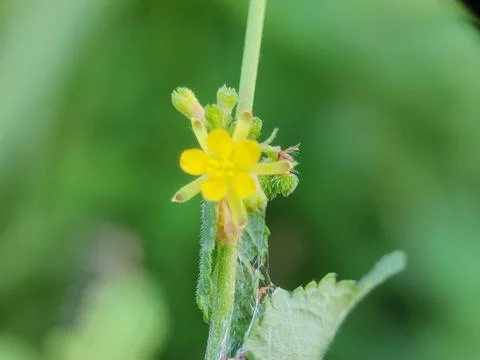 Close-up of small yellow flower. Fotos de archivo