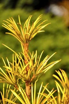 Close up of small yellow old pine Stock Photos