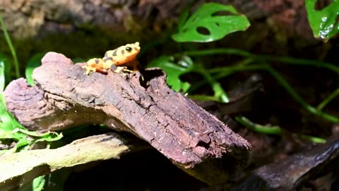 Close up of a small yellow spotted frog resting on a brown log surrounded by Stock Footage 334080546