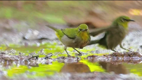 Close up of small yellow white eye birds actively bathing and splashing Vidéo 348328482