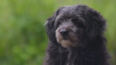 Close up of a small young black dog Stock Footage 94992360