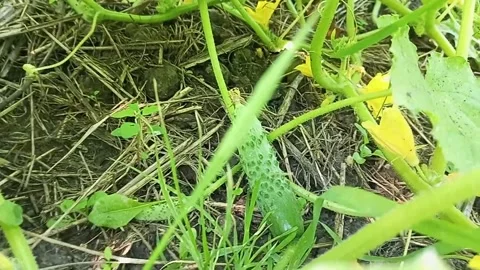 Close up of a small young cucumber growing on a branch in the garden Stock Footage 345422004