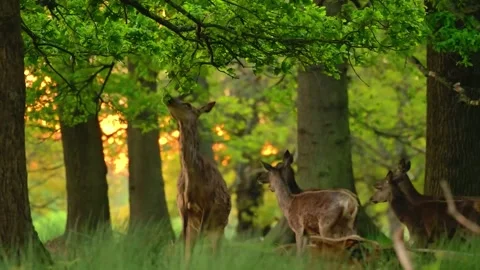Close up of small young cute deer fawn outisde feeding eating fresh grass  Stock Footage 286708199