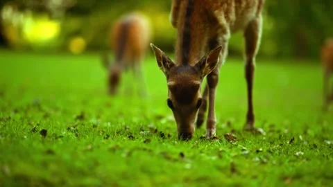 Close up of small young cute deer fawn outisde feeding eating fresh grass  Stock Footage 286708453