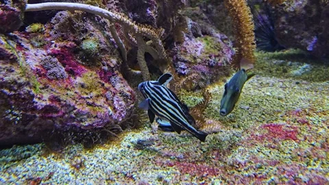 Close up of small zebrafish  Stock Footage 264139320