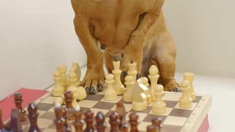 Close-up of a smart dachshund playing chess. Board game Stock Footage 167014255