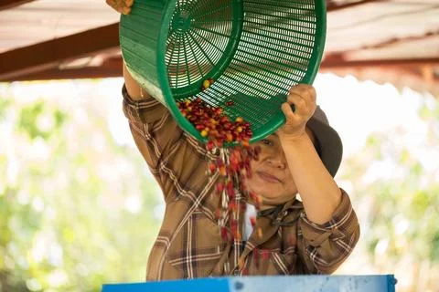 Close up smart farmer techniques hand coffee bean machinery roast apparatus.. Stock Photos
