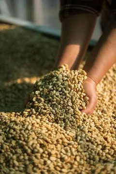 Close up smart farmer techniques hand coffee bean machinery roast apparatus.. Stock Photos