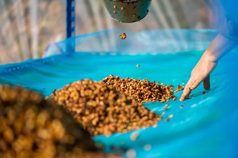 Close up smart farmer techniques hand coffee bean machinery roast apparatus.. Stock Photos